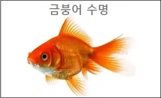 금붕어 수명