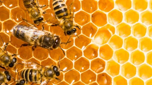 프로폴리스 효능 부작용 복용법 복용시간 추천 (면역보감) 