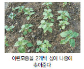 중부, 남부지방 들깨 파종, 모종 심는 시기 및 재배, 수확 방법