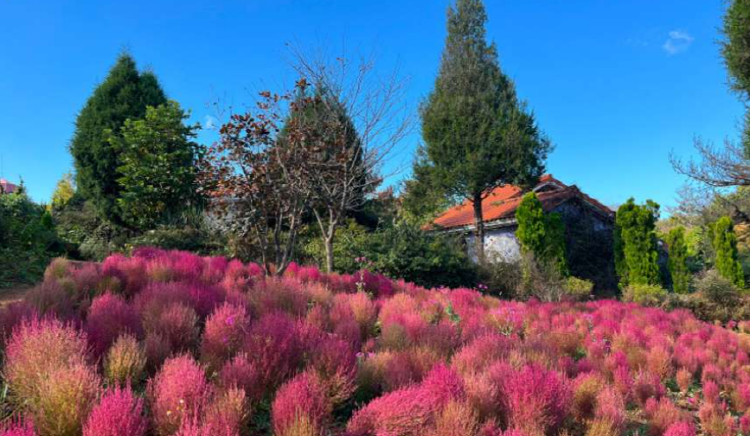 팜카밀레 허브농원