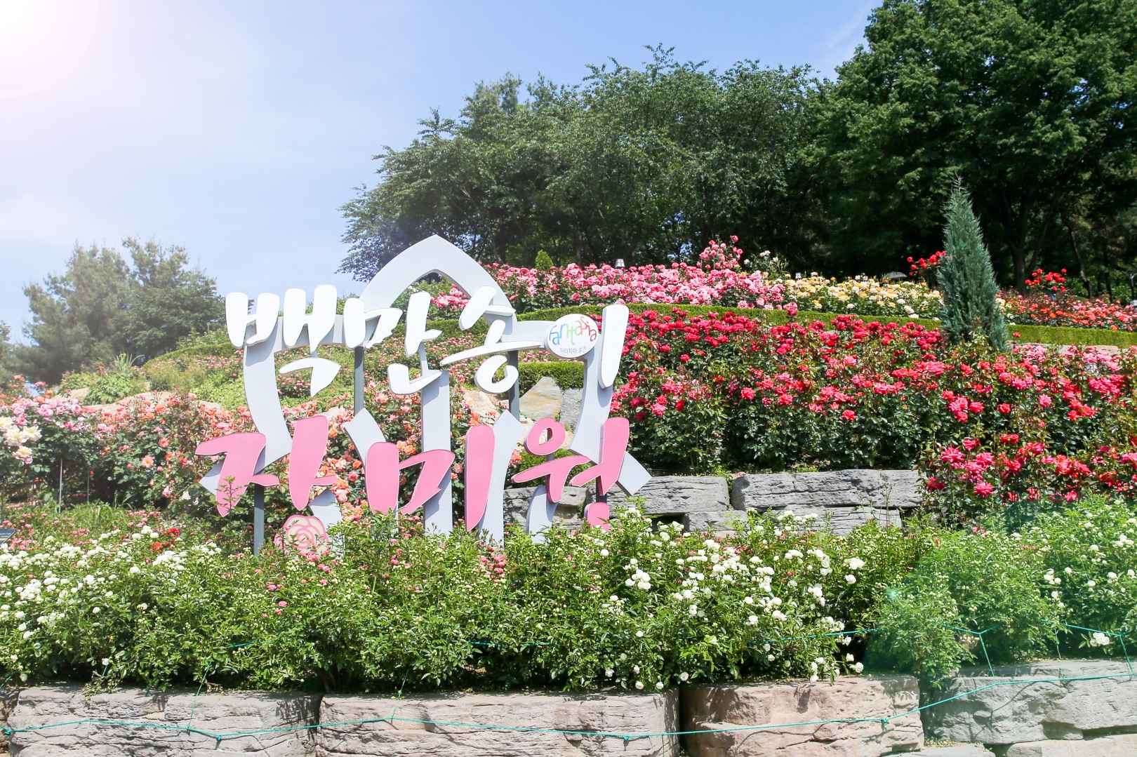 백만송이장미원