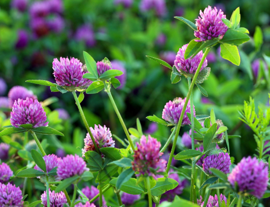 레드클로버 Red Clover