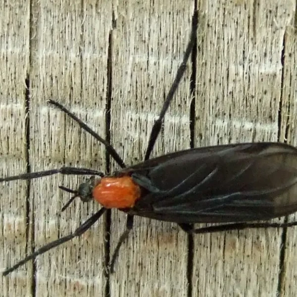 러브버그 방역 퇴치방법