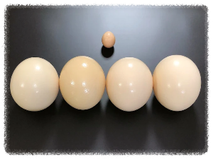 헤이리치 타조농장