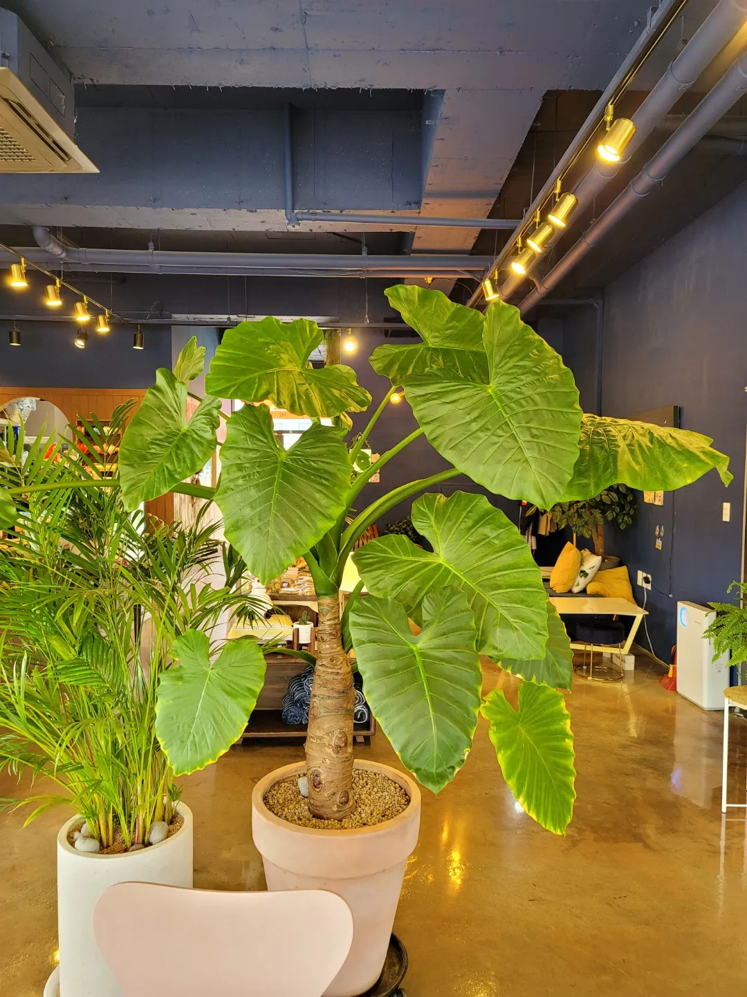 알로카시아 키우기 물주기 햇빛온도 관리 잎 크게 키우는 법_6