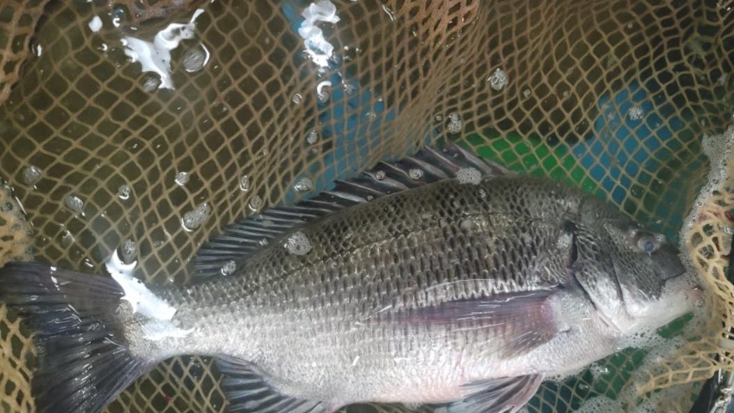 생방송투데이 청년사장 노량진 도시어부가 판매하는 감성돔