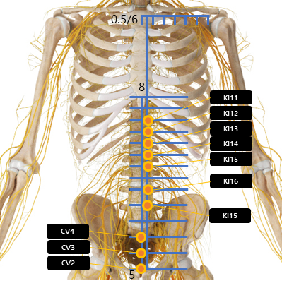복부 주변 혈자리 요약