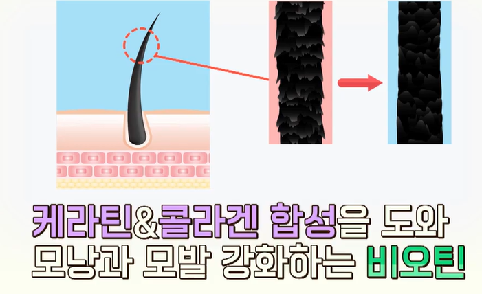 비오틴 효능