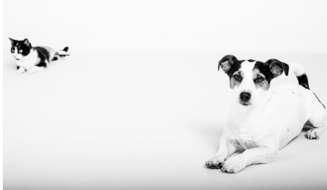 반려동물 습관, 단순한 버릇 아닌 생존 전략의 산물