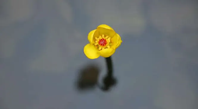 금강수목원