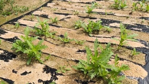 쑥갓-재배방법-솎음수확-수확방법