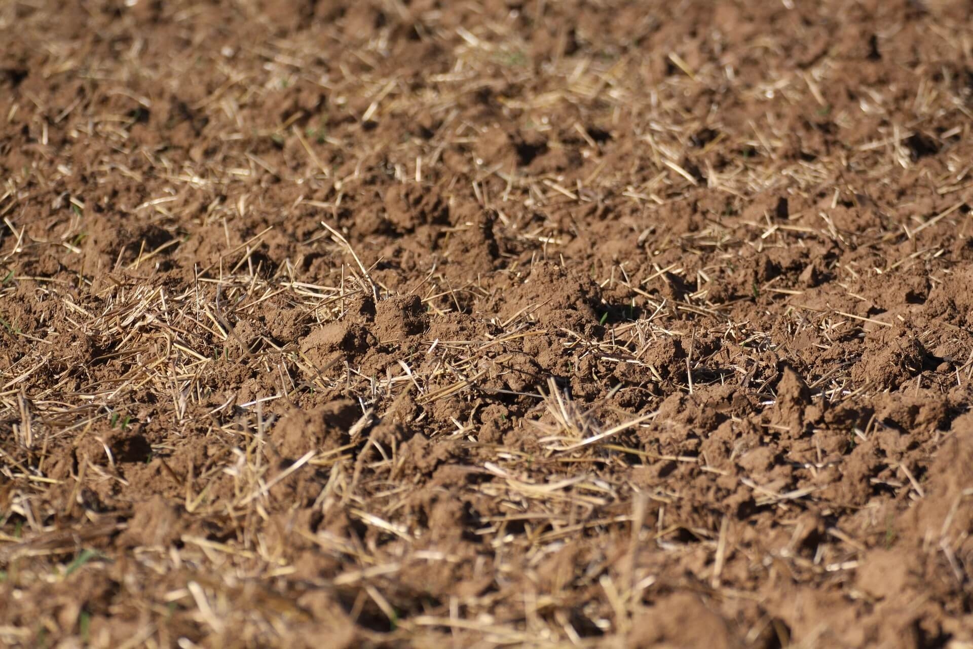 비가 오지 않은 14일, 초소형 생태계는 어떻게 버텼을까: 복원 프로젝트 기록