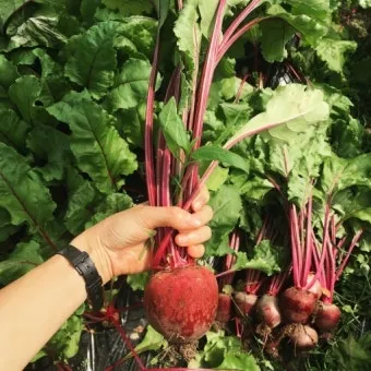 비트 재배 씨앗 불리기 발아 촉진 솎아 내기_13