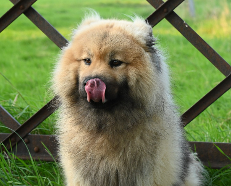 2026 반려동물 등록비 / 유기동물 입양비 지원금 안내 