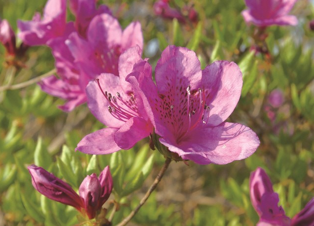 처음 시작하는 가드닝, 키우기 쉬운 정원수 BEST 10