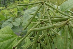 녹두 효능06