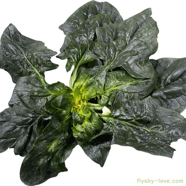 영양가득 달큰한 섬초