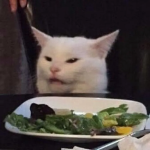 "고양이