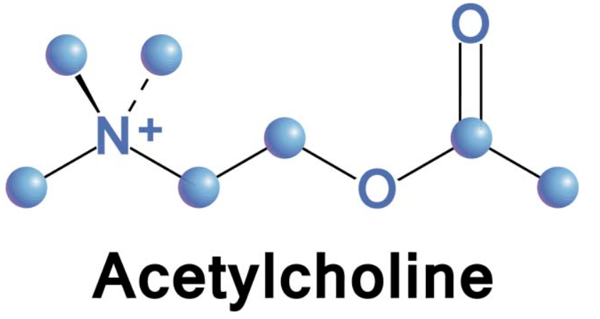 아세틸콜린