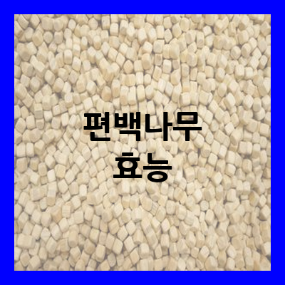편백나무 효능