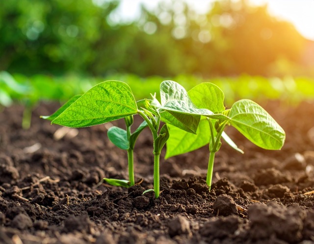 서리태 품종 추천