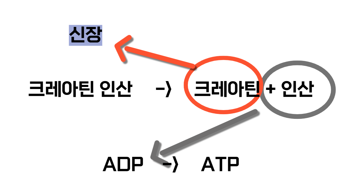 크레아틴이 생성되는 과정