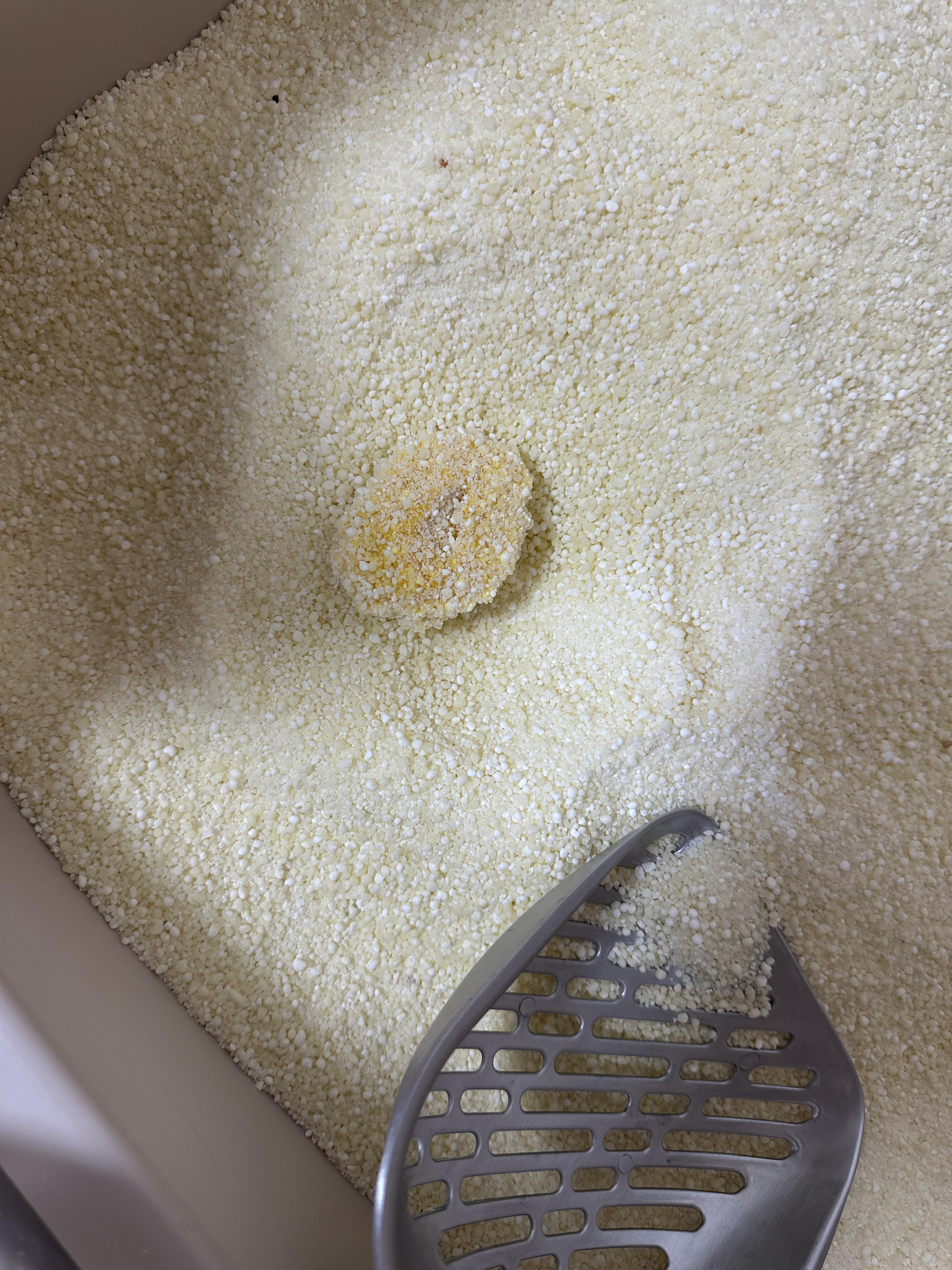 고양이_황달_증상_샛노란색_오줌