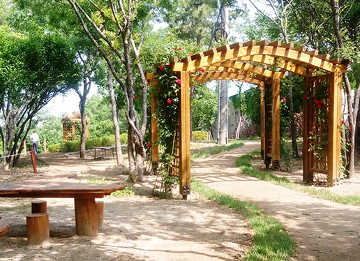 대구 이현공원 샤스타데이지