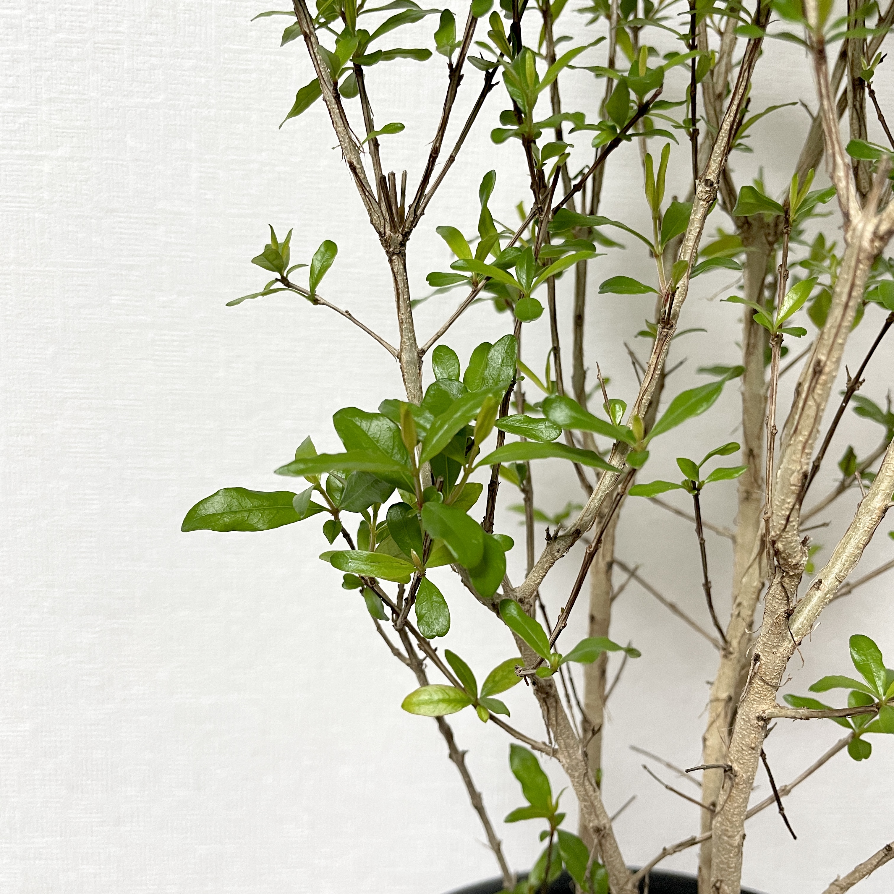 꽃석류 석류나무 키우기 재배방법