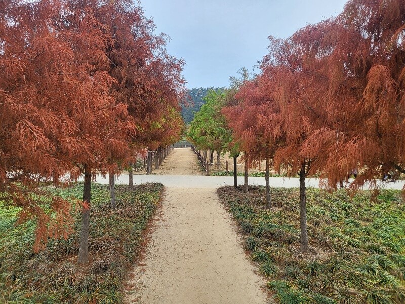 함안 악양생태공원 핑크뮬리