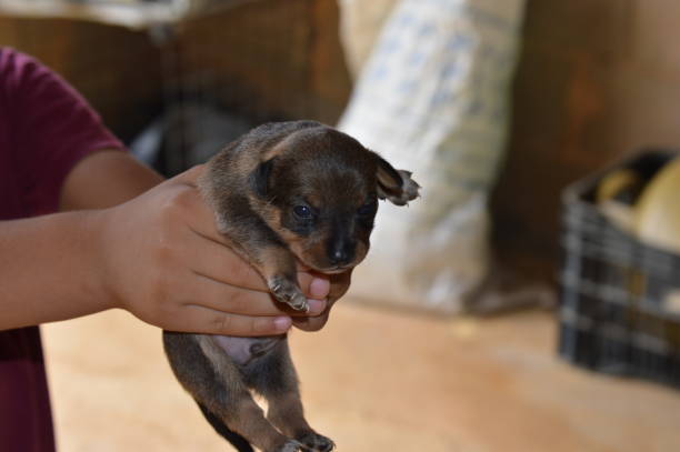 강아지, 고양이 말고 다른 반려동물은?