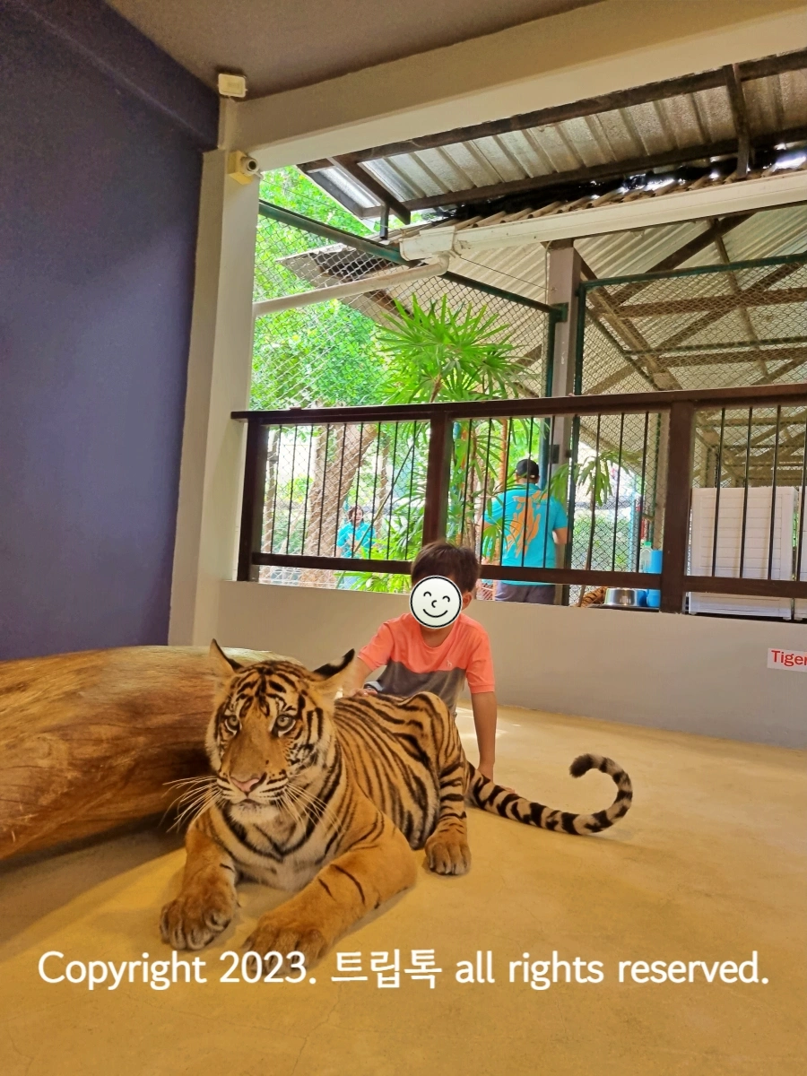 왼쪽에 큰 나무가 있고 그 옆에 엎으딘 호랑이를 만지는 아이