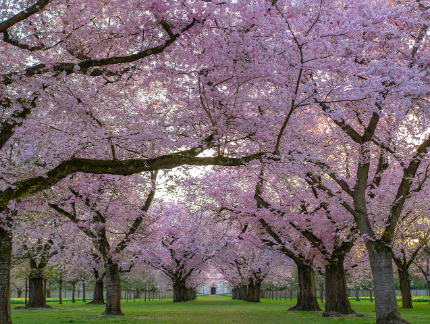 하동 십리벚꽃길, 드라이브로 즐기는 봄날의 낭만