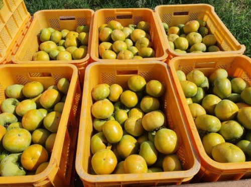 전남 영광 태추단감