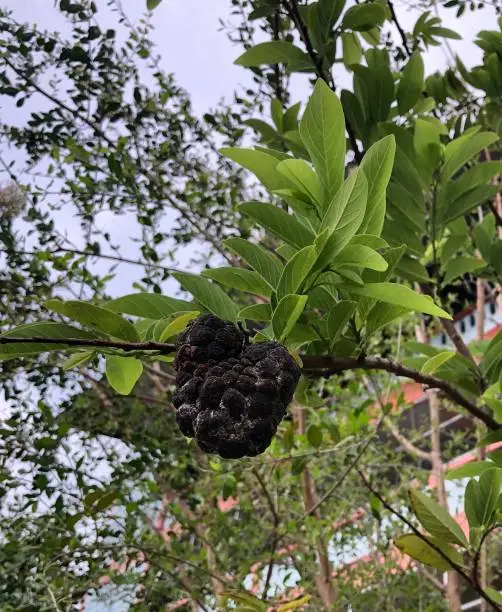 블랙마카 효능과 부작용을 제대로 알고 먹자구요! 블랙 마카는 남성에게 특히 더 좋다고 알려져 있습니다. 또한 에너지 향상, 항산화, 기억력 개선 등 다양한 효능을 자랑하는 블랙 마카에 대해 알아보며, 우리 몸과 마음에 주는 긍정적인 영향들을 함께 탐색해봅시다.