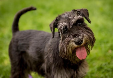 미니어처 슈나우저.