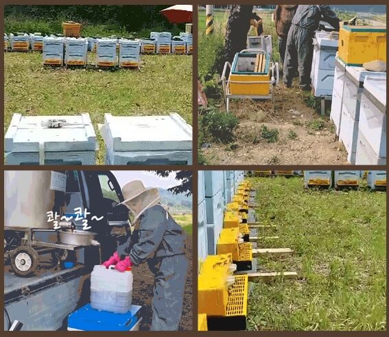 생생정보 나나랜드 경북 영천 꿀벌 부부 실버 로얄제리 산골 양봉원 주문방법