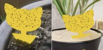 화분 뿌리파리 생기는 원인과 퇴치법 완벽 정리_2