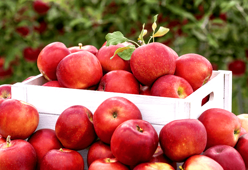 사과-보관법-습기-온도