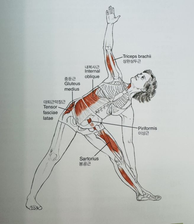 아쉬탕가요가 스탠딩