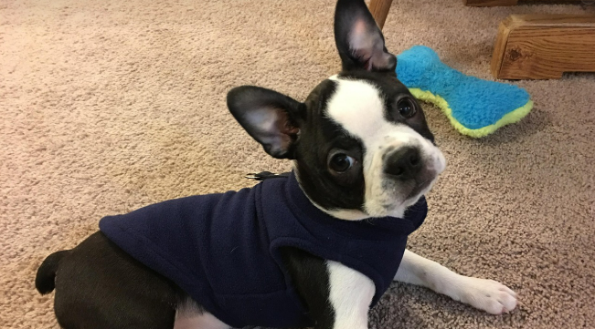 호텔 룸 내에서 쉬고 있는 강아지 이미지