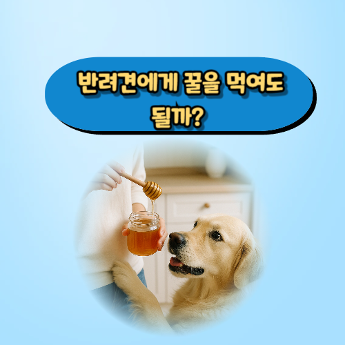 반려견에게 꿀을 먹여도 될까?
