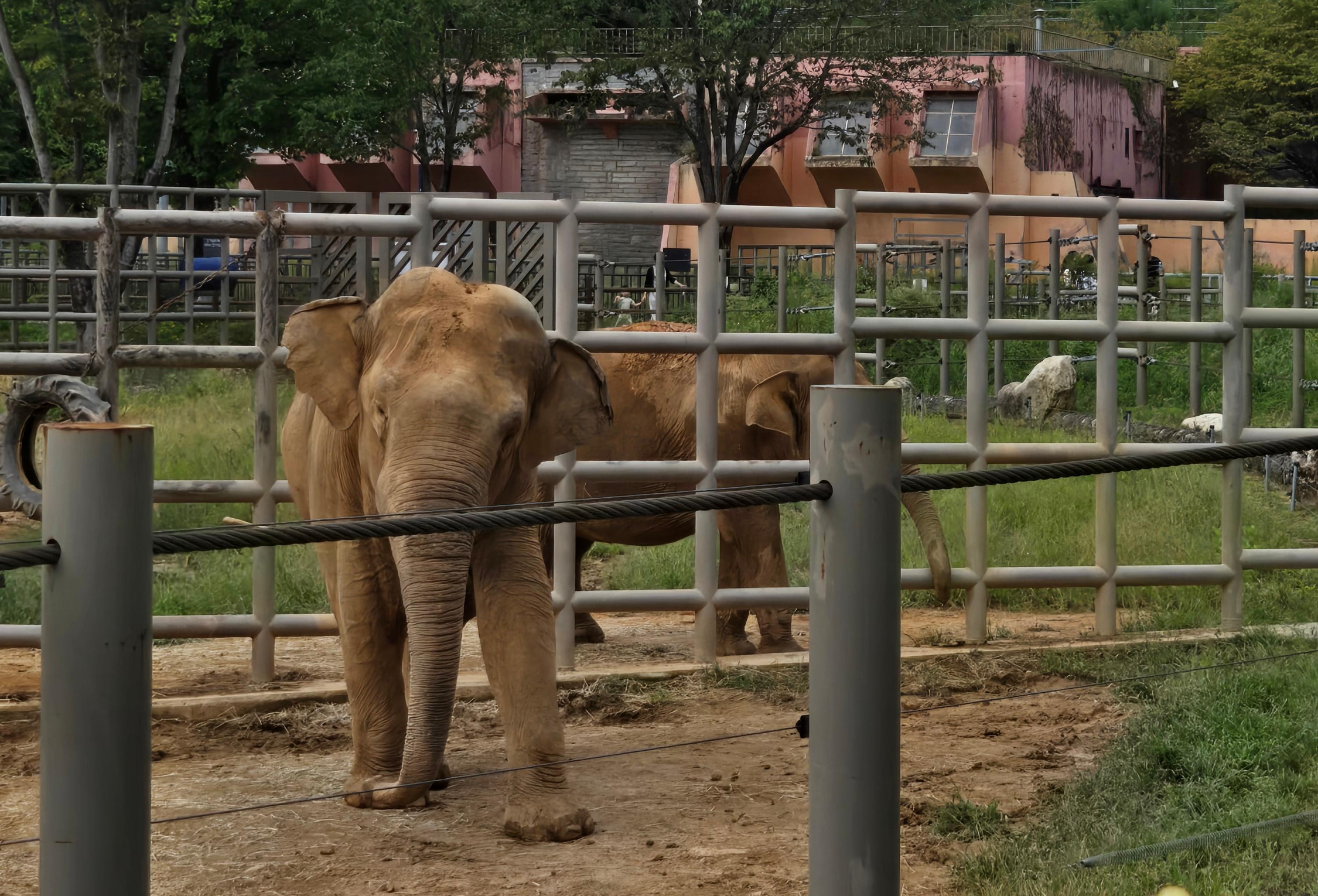 전주 동물원 코끼리