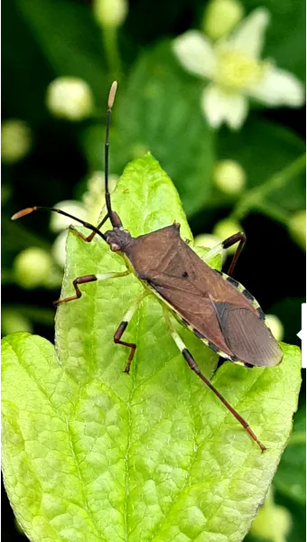 곤충 종류와 특징 생김새 습성 먹이 요약 정리_16