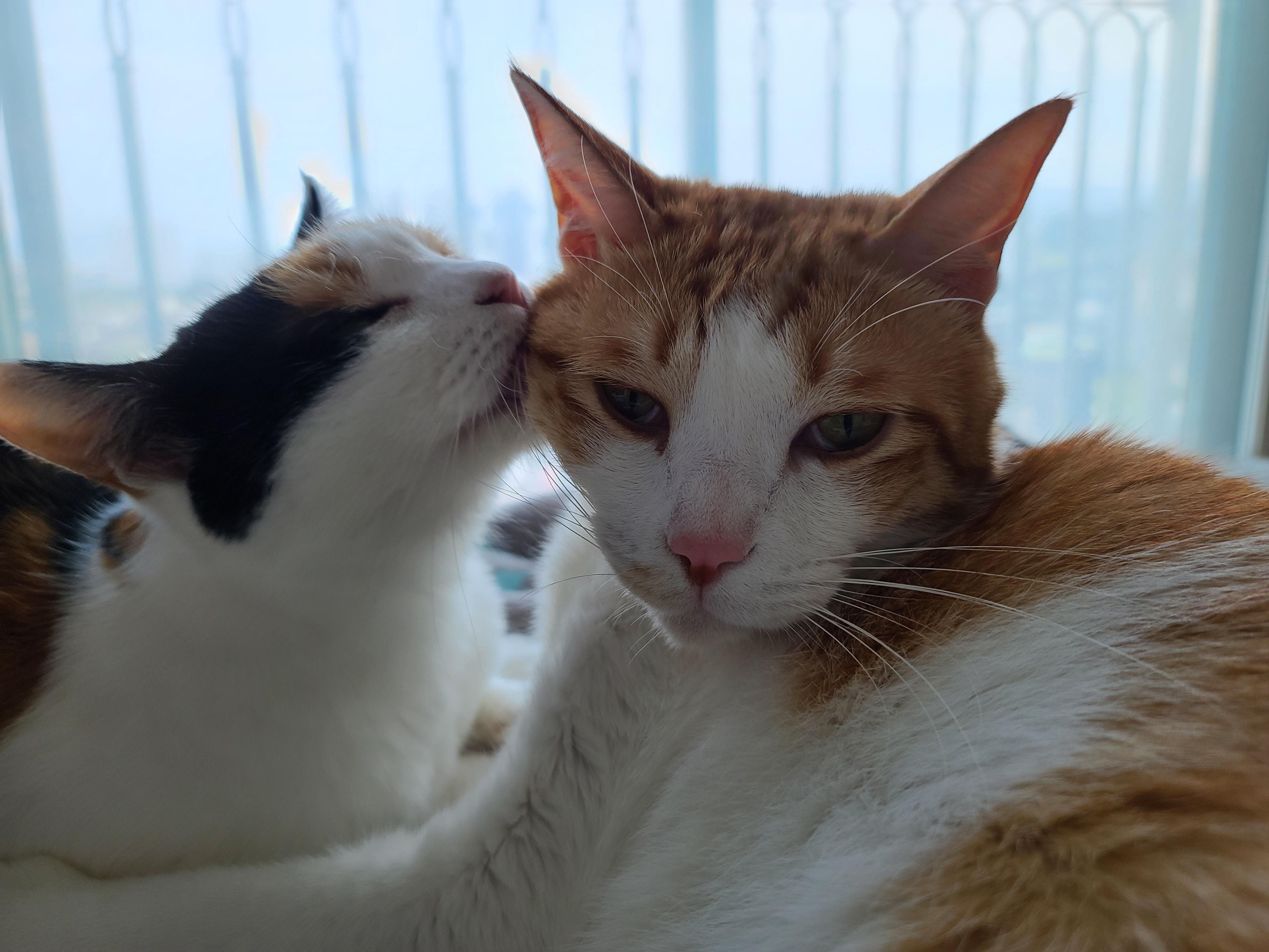 너무 예쁜 우리집 2호 고양이 커플. 삼색이 요미와 치즈냥이 막둥이 (feat.너무 다정한 그루밍)