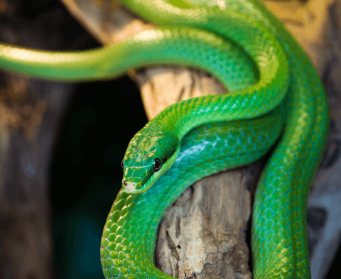 구렁이 나오는 꿈 해몽 풀이