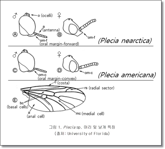 봄 가을의 불청객 러브 버그 퇴치/생태/행동/피해/예방/공존의 필요성
