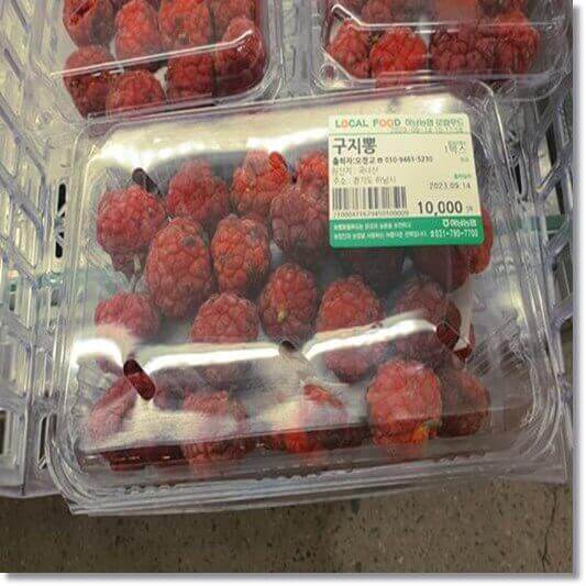 구지뽕 효능 및 영양 성분 먹는 법과 주의점