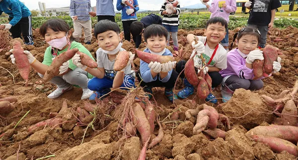 중부지방 고구마 수확시기 핵심 체크_5