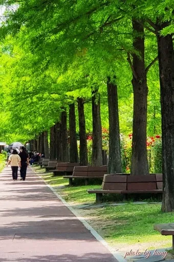 나는 빛나는 별처럼 느꼈습니다 한밭수목원 클레마티스 전시회 관람기_14